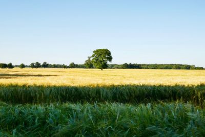 Scenic view of agricultural field against clear sky