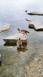 High angle view of ducks in lake