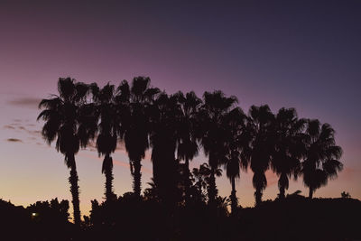 Low angle view of trees against clear sky during sunset