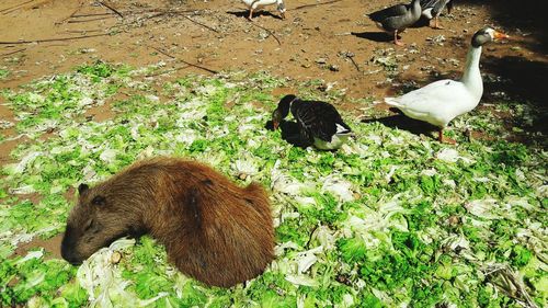 High angle view of duck on field