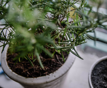 High angle view of potted plant