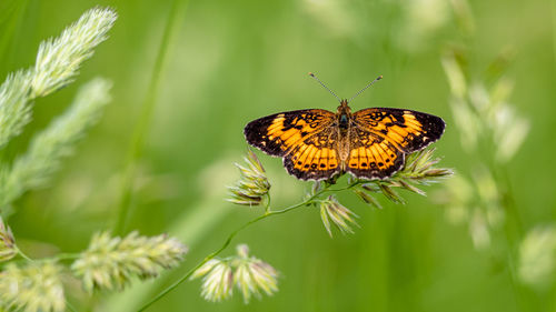 Butterfly on plant grass in a field on a summer day