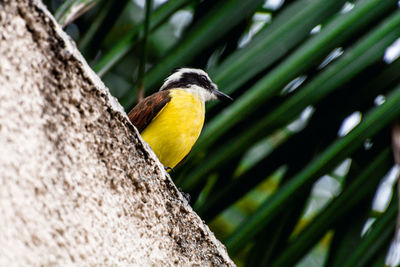 Close-up of bird perching on tree