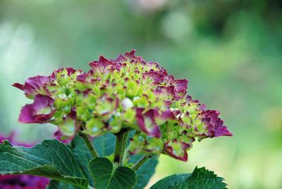 Close-up of pink flowering plant