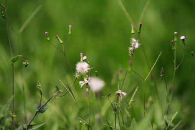 Close-up of insect on flowers