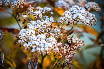 Close-up of snow on plant