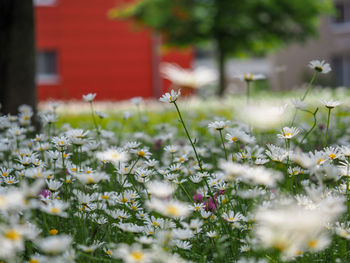 Close-up of flowering plants on field