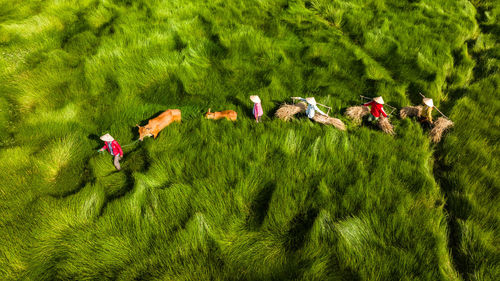 High angle view of cows on grassy field