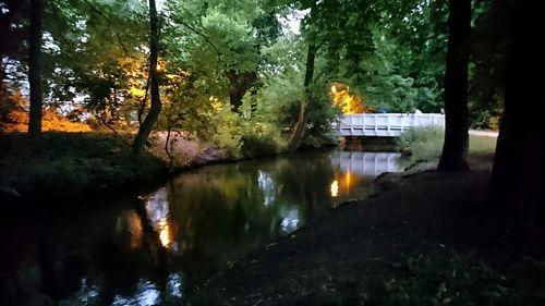 Reflection of trees in water