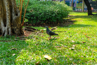 Bird perching on a field