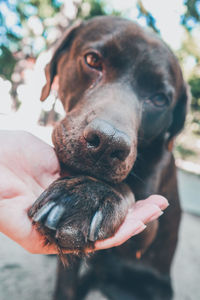 Close-up of hand holding dog