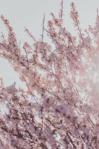Low angle view of cherry blossom against sky