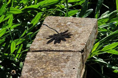 Close-up of butterfly on plant