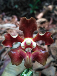 Close-up of red berries on plant