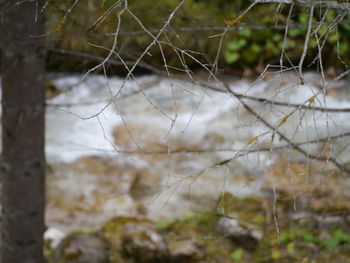 Close-up of spider web on tree