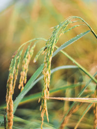 Close-up of crops on field