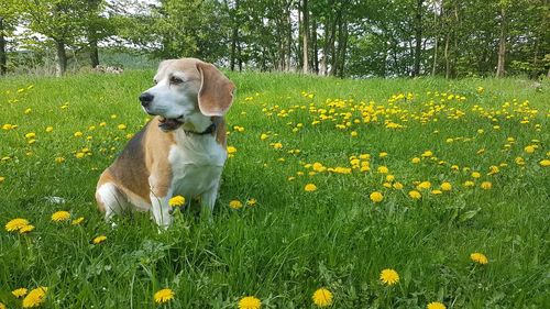 View of dog on field