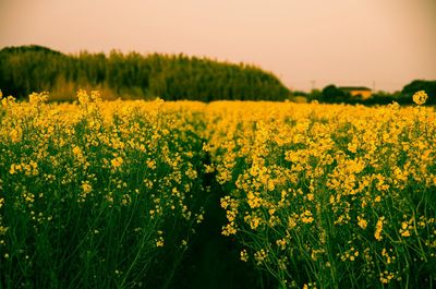 Close-up of oilseed rape field against sky