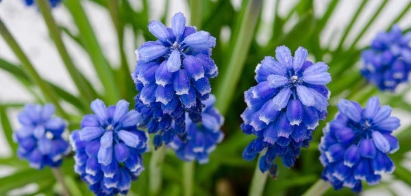 Close-up of purple flowers against blue sky