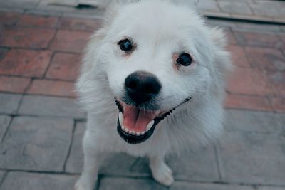 High angle portrait of white dog