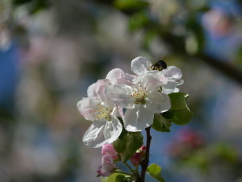Close-up of white cherry blossom