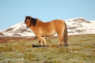 Horse on grass against sky