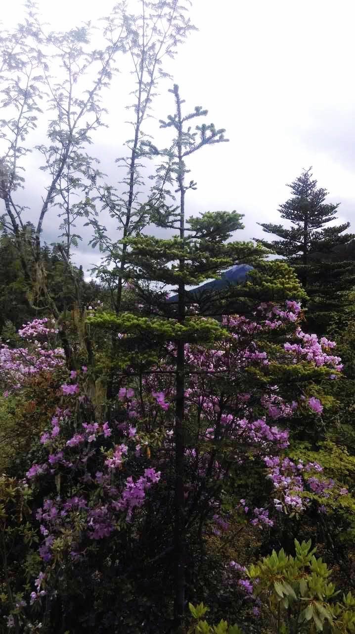 flower, tree, growth, beauty in nature, freshness, nature, fragility, blooming, blossom, pink color, branch, in bloom, purple, sky, tranquility, tranquil scene, plant, clear sky, scenics, springtime