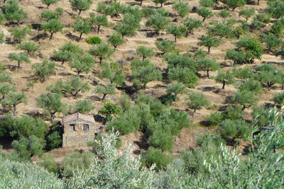 View of trees on field