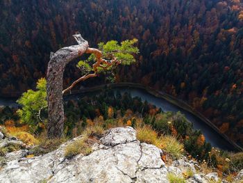 Plants growing on rocks by river in forest