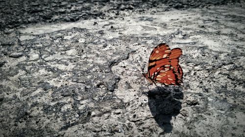 Close-up of butterfly on ground