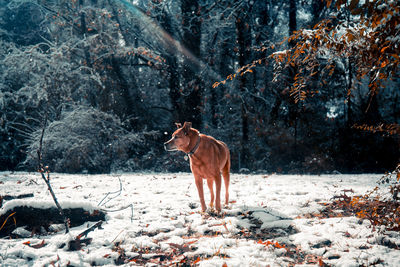 Horse in forest during winter