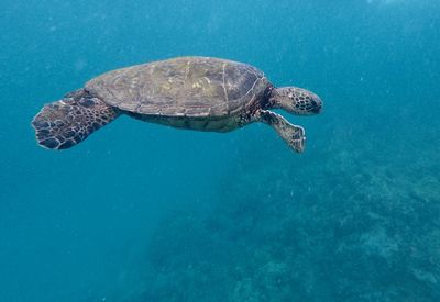 Turtle swimming in sea