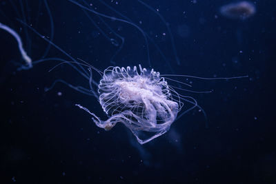 jellyfish