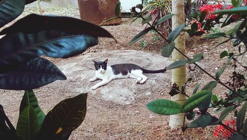 Cat standing on fence by plants