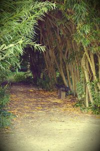 Walkway amidst trees