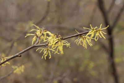 Close-up of plant growing outdoors