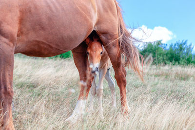 View of a horse on field