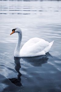 View of birds in water