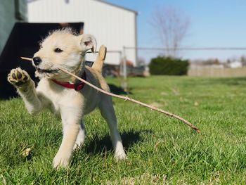 View of a dog on field