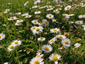 Close-up of white daisy flowers on field