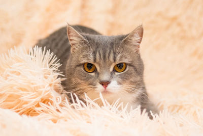 Cat is lying on soft pink plaid and looking at the camera. beautiful gray tabby cat with green eyes.