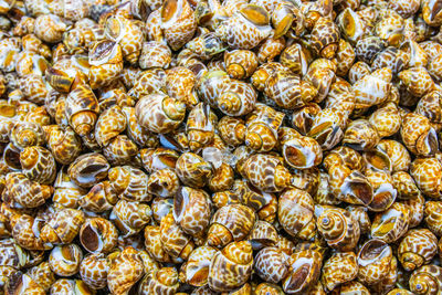 Freshly caught sea snails or shellfish for sale on a street market