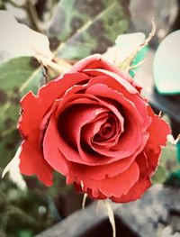 Close-up of red rose