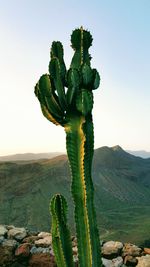 Cactus growing on landscape against sky