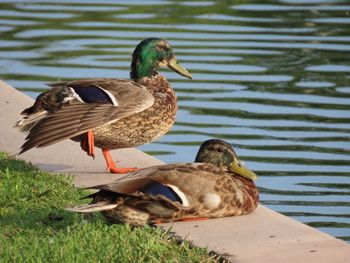 Ducks on a lake