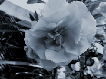 Close-up of flower