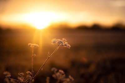 Close-up of stalks against sky during sunset