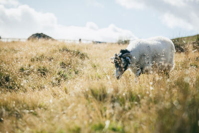 Sheep standing on grassy hill against sky