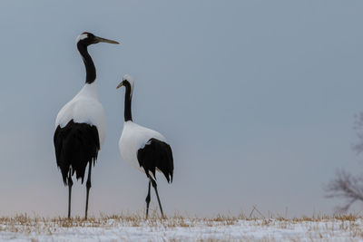 View of birds on snow covered land