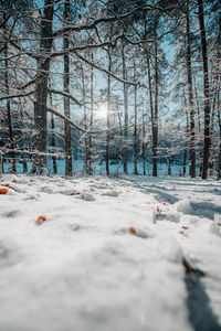 Trees on snow covered landscape